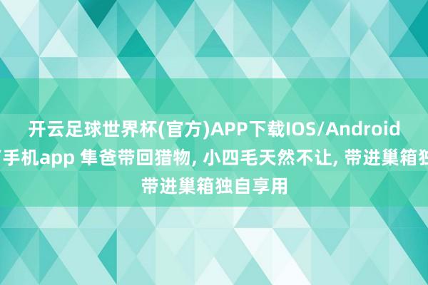 开云足球世界杯(官方)APP下载IOS/Android通用版/手机app 隼爸带回猎物， 小四毛天然不让， 带进巢箱独自享用